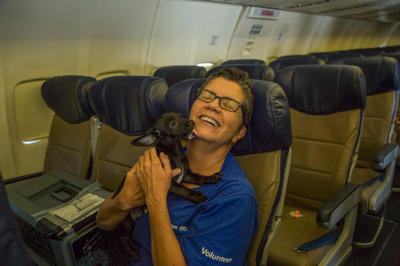 Illustration for article titled 64 Lucky Shelter Animals Got Flown Out Of Texas After Hurricane Harvey